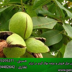 پخش عمده نهال گردوه