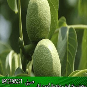 خرید انواع نهال گردو از نهالستان نوین گردو