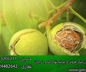 خرید نهال گردو