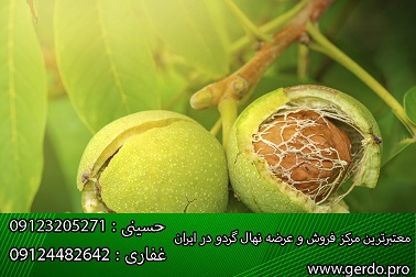 خرید نهال گردو