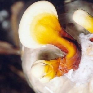 قارچ گانودرما پرورشی و زگیل تناسلی