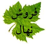 فروش عمده نهال در زنجان