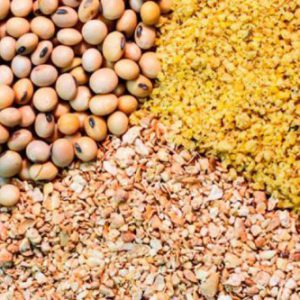 فروش عمده دانه سویا دامی