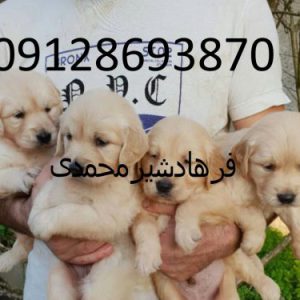 فروش سگ گلدن رتریور گلد در کرج و تهران