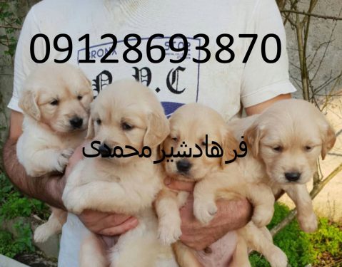 فروش سگ گلدن رتریور گلد در کرج و تهران