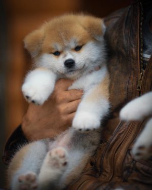 فروش سگ اکیتا ژاپنی توله و بالغ