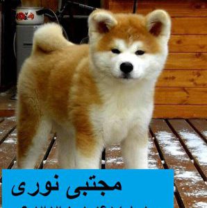 مرکز آموزش و تربیت و فروش سگ توله و ببغ آکیتا ژاپنی اصیل
